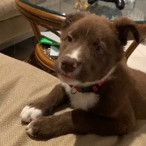 Meet your Posher, Joey